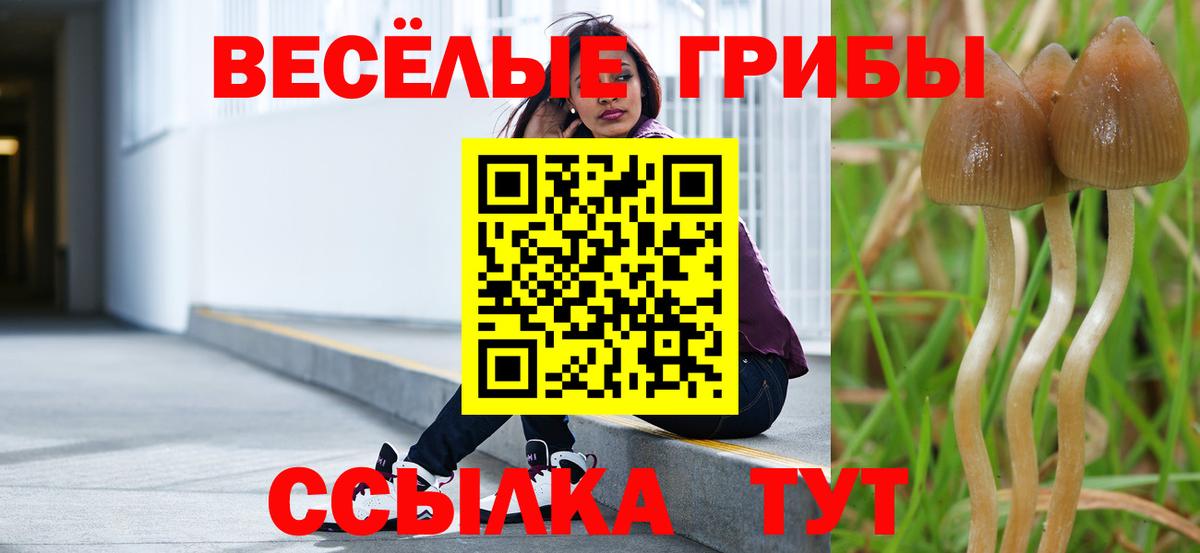 Псилоцибиновые грибы Cubensis Карачаевск